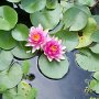 Courtesy: Aditi Majumdar from North Carolina<br />Two Beautiful Lilies in her Backyard